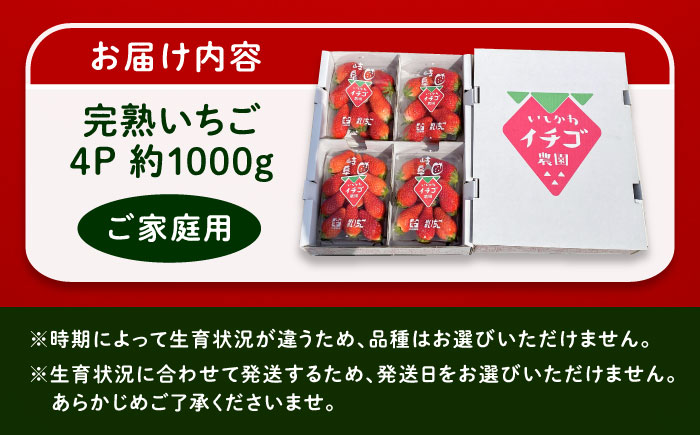 石川農園 完熟いちご 4パック入り / 産地直送 イチゴ 苺 フルーツ 恵那市 / クリエイティブファーマーズ [AUAH020]