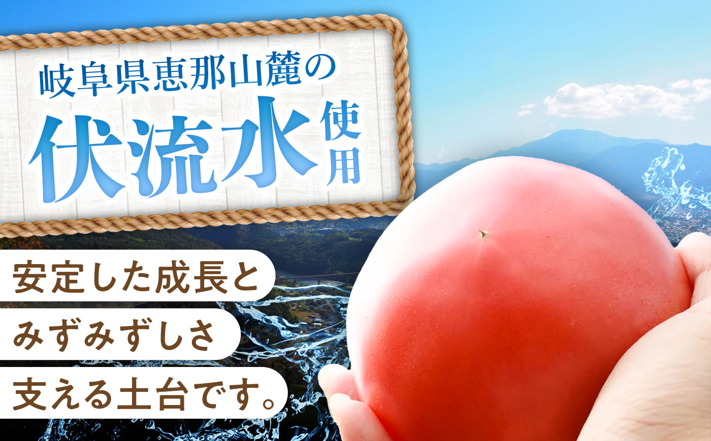 【7月上旬から順次発送】王様トマト 3.7kg 箱入り / トマト とまと 箱入り 3.7キロ 国産 / 恵那市 / 阿部農園 [AUGA005]