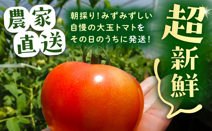 ＼受付終了間近！／【2025年7月中旬から10月下旬に順次発送】訳あり大玉トマト4kg / 朝採り 甘い 桃太郎 とまと / 恵那市 / クリエイティブファーマーズ [AUAH016]