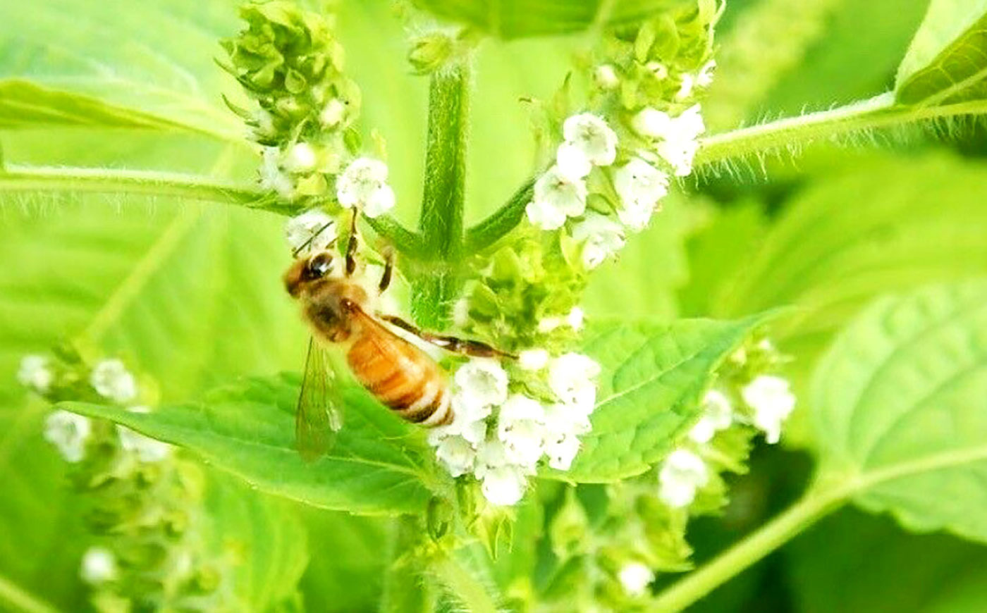 恵那農高生と開発!季節の里山蜂蜜セット(蜂蜜300g×3本、蜂蜜30g3種セット×2個) / はちみつ ハチミツ ハニー 養蜂 / 恵那市 / 特定非営利活動法人 さとはち [AUBP003]