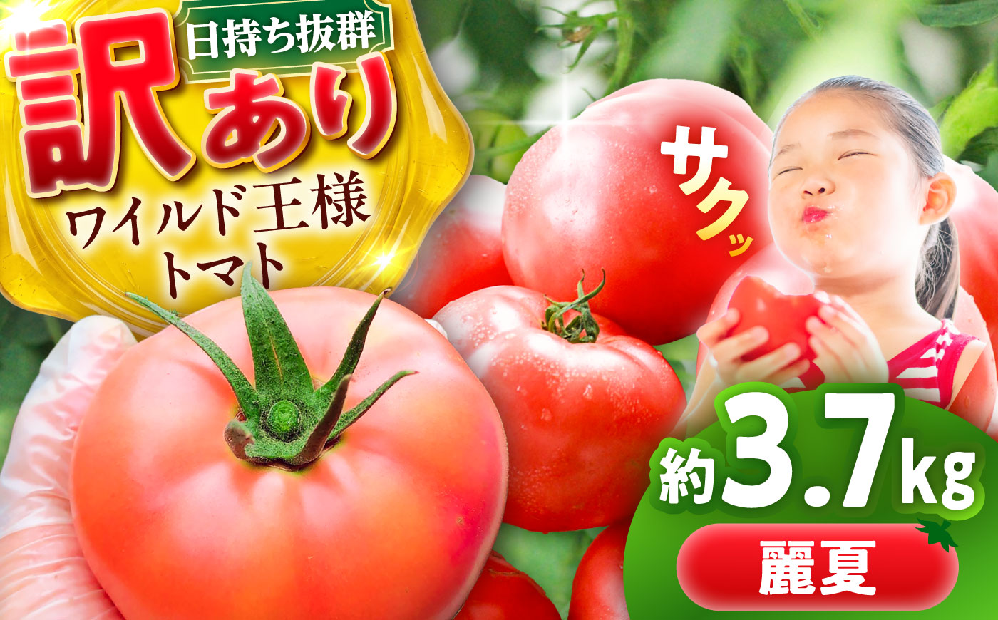 【7月上旬から順次発送】＼訳あり／ワイルド王様トマト 3.7kg / トマト とまと 箱入り 3.7キロ / 恵那市 / 阿部農園 [AUGA008]