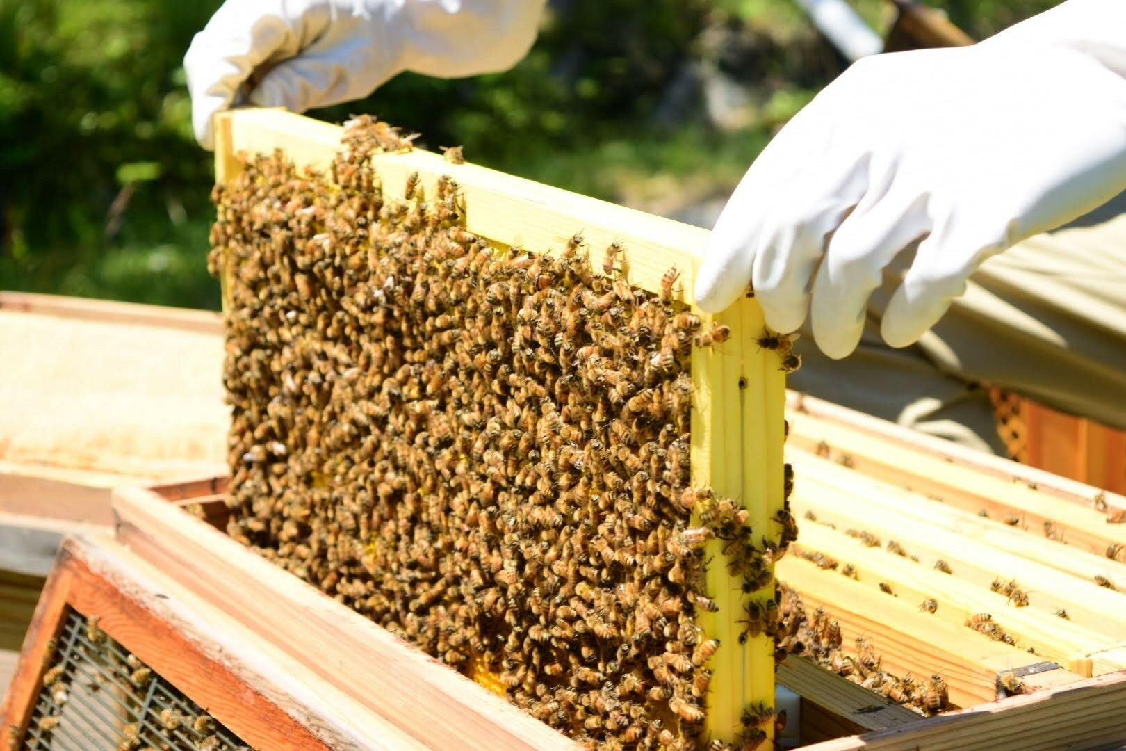 恵那農高生と開発!季節の里山蜂蜜セット(蜂蜜200g×3本、蜂蜜30g3種セット×1個)/ はちみつ ハチミツ ハニー 養蜂 / 恵那市 / 特定非営利活動法人 さとはち [AUBP002]