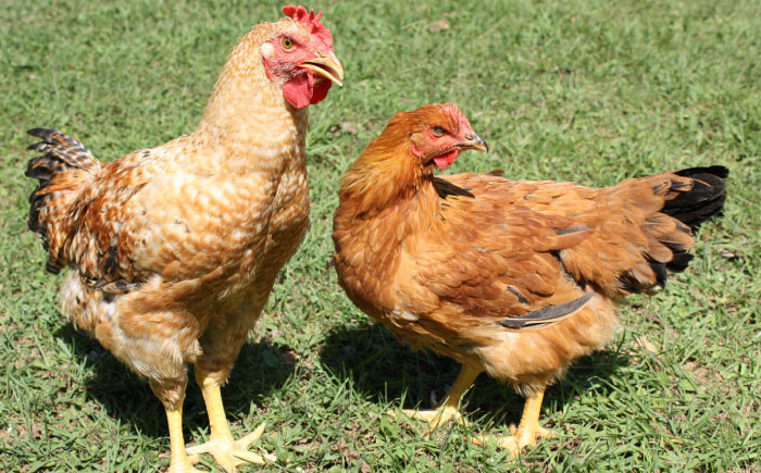 【スピード配送】奥美濃古地鶏Bセット / 地鶏 鶏肉 とり肉 肉 ハム ウインナー パストラミ ソーセージ 砂肝 燻製 セット 詰め合わせ / 恵那市 / 中部食産 [AUBW006]