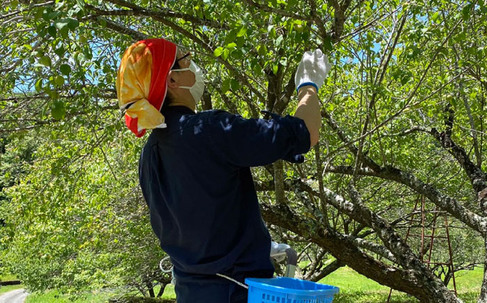 国産 小粒梅干し 計900g 180g×5袋 (天日干し・減塩・無添加) / 国産 梅干し 小粒 / 恵那市 / マルコ醸造 [AUCT008]