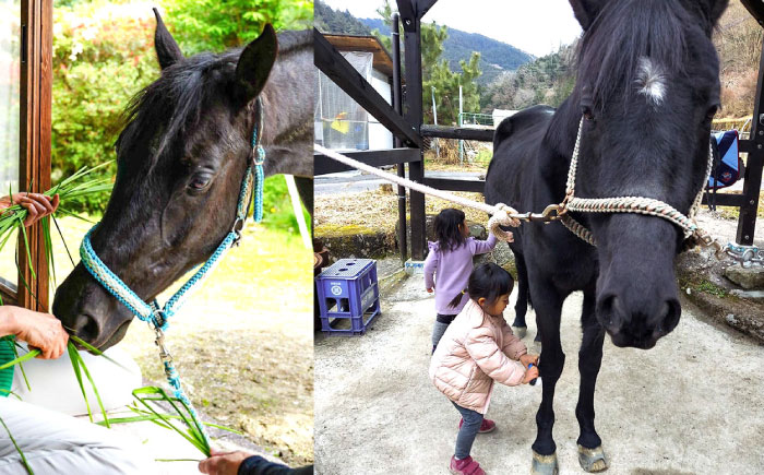 乗馬体験券（ふれあい、30分程度の乗馬）1名分 チケット 馬 岐阜 恵那市 / ベルの家 [AUCN001]