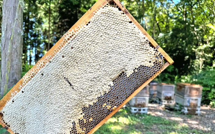 恵那蜂蜜 3本 ギフト箱入りセット (栗蜂蜜300g×3本) 国産 はちみつ 岐阜 恵那市 / はち工房こうけつ [AUDF009]