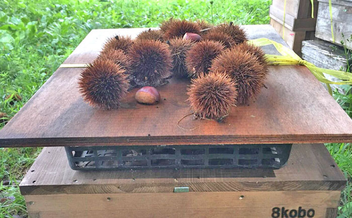 恵那蜂蜜 3本 ギフト箱入りセット (栗蜂蜜300g×3本) 国産 はちみつ 岐阜 恵那市 / はち工房こうけつ [AUDF009]