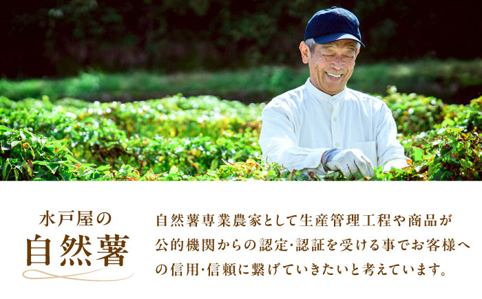 【伊勢神宮外宮奉納】　自然薯『ねばり勝ち』 1本入 / 自然薯 じねんじょ とろろ / 恵那市 / 水戸屋 [AUFZ007]