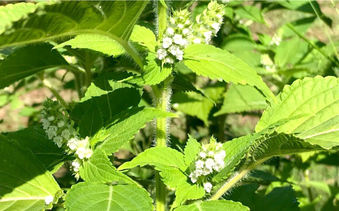 石川農園・毎日摂ろっか！えごまセット / えごま油 エゴマ油 えごまの実 えごま エゴマ 国産 / 恵那市／クリエイティブファーマーズ [AUAH008]