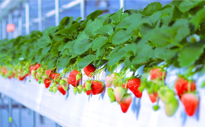 石川農園・愛情ぎゅっと詰め合わせセット / トマトケチャップ トマトソース パスタソース いちごジャム 国産 / 恵那市/クリエイティブファーマーズ [AUAH001]