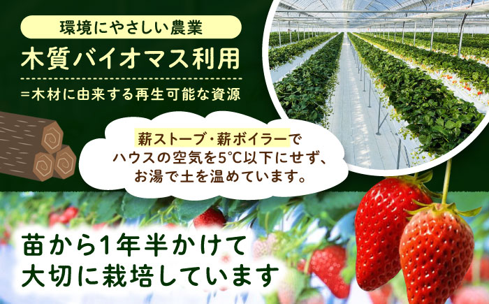 石川農園 完熟いちご 4パック入り / 産地直送 イチゴ 苺 フルーツ 恵那市 / クリエイティブファーマーズ [AUAH020]