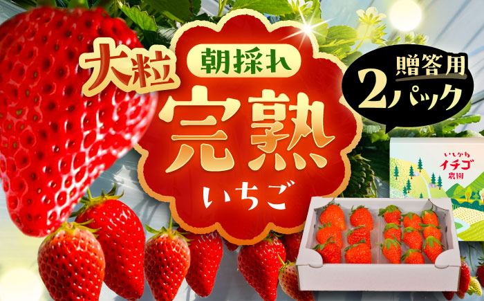 石川農園 完熟大粒いちご 2パック入り(贈答用) 産地直送 イチゴ 苺 フルーツ 恵那市 / クリエイティブファーマーズ [AUAH021]