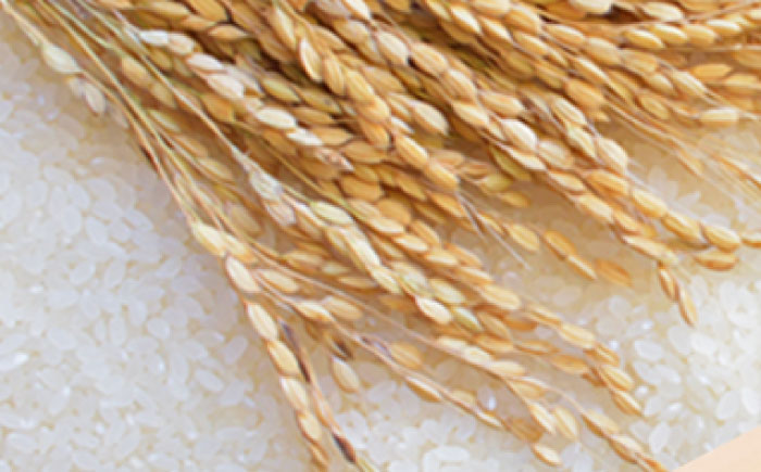 幻の城 大吟醸 1.8L / 日本酒 お酒 地酒 大吟醸酒 辛口 / 恵那市 / 岩村醸造 [AUAK023]