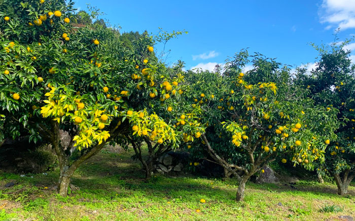 かさぎのゆず 丸ごとゆずしぼり果汁 170ml×5本 / ゆず 柚子 ゆず果汁 果汁 柑橘 ドレッシング 産地直送 / 恵那市 / かさぎゆず組合 [AUAW018]