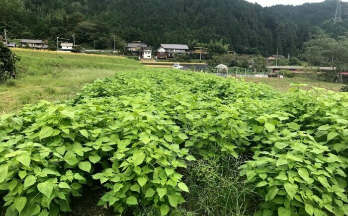 石川農園・毎日摂ろっか！えごまセット / えごま油 エゴマ油 えごまの実 えごま エゴマ 国産 / 恵那市／クリエイティブファーマーズ [AUAH008]