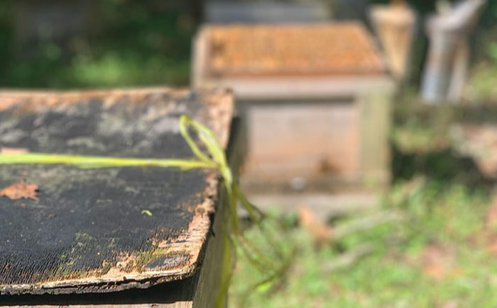 恵那蜂蜜・蜜蝋セット (蓮華蜂蜜180g×1本、Aランク蜜蝋50g×1枚) 国産 はちみつ 岐阜 恵那市 / はち工房こうけつ [AUDF028]