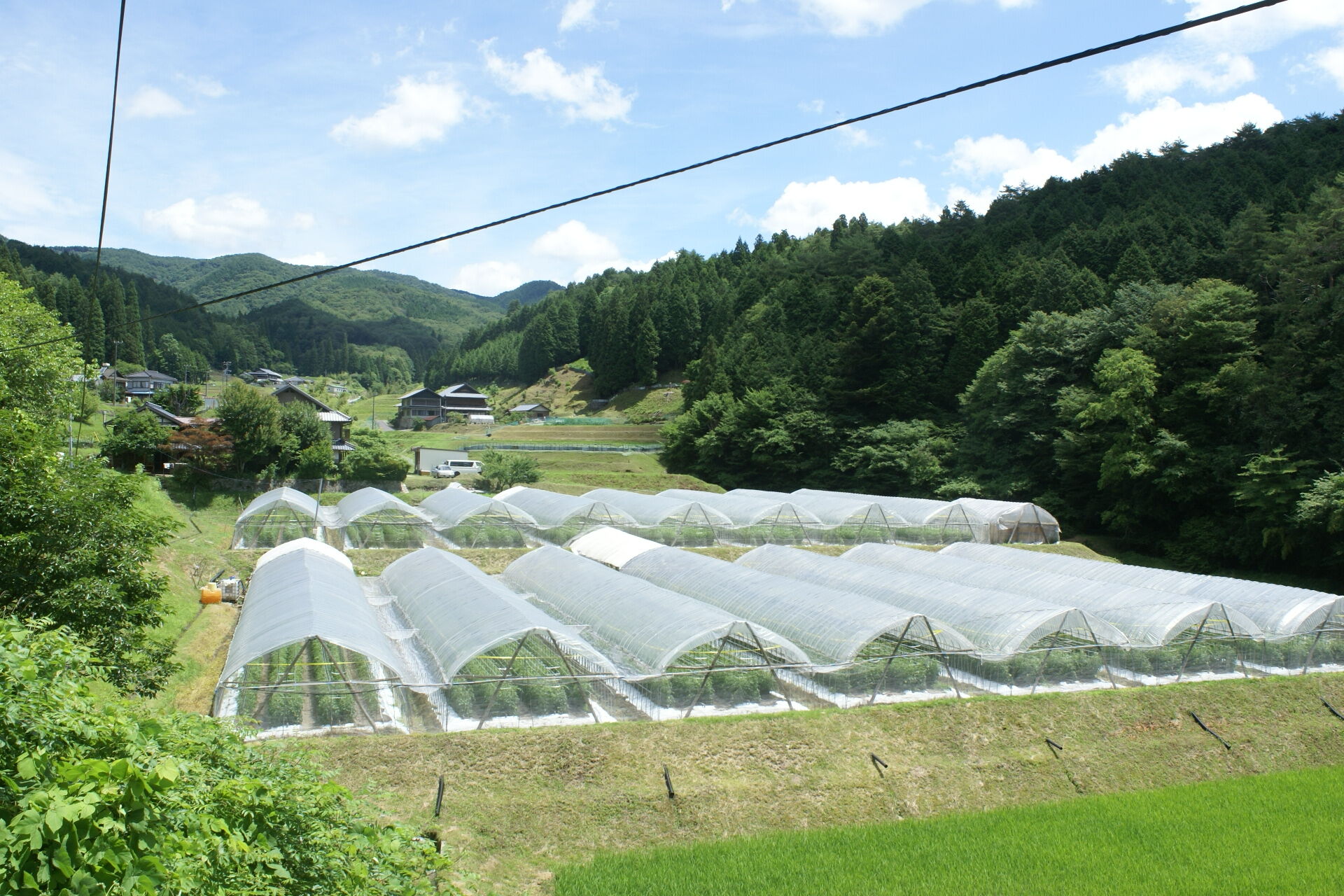 石川農園 みんなで飲もっか！トマトジュースセットＥ / 完熟トマト とまと 健康 美肌 ビタミン / 恵那市 / クリエイティブファーマーズ [AUAH003]