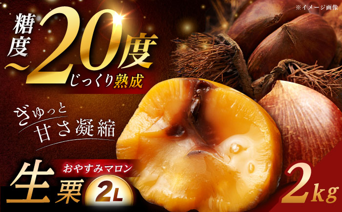 【2025年9月下旬〜10月上旬に順次発送】おやすみ栗（マロン）2kg（2Lサイズ）/ 栗 生栗 くり マロン 低温熟成 日本栗 国産 / 恵那市 / えな笠置山栗園 [AUAV001]