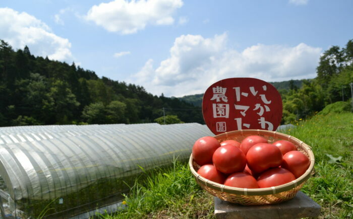 【先行予約】大玉トマト(贈答用) 4kg 産地直送 とまと トマト【7月より順次発送】 恵那市 / クリエイティブファーマーズ [AUAH013]