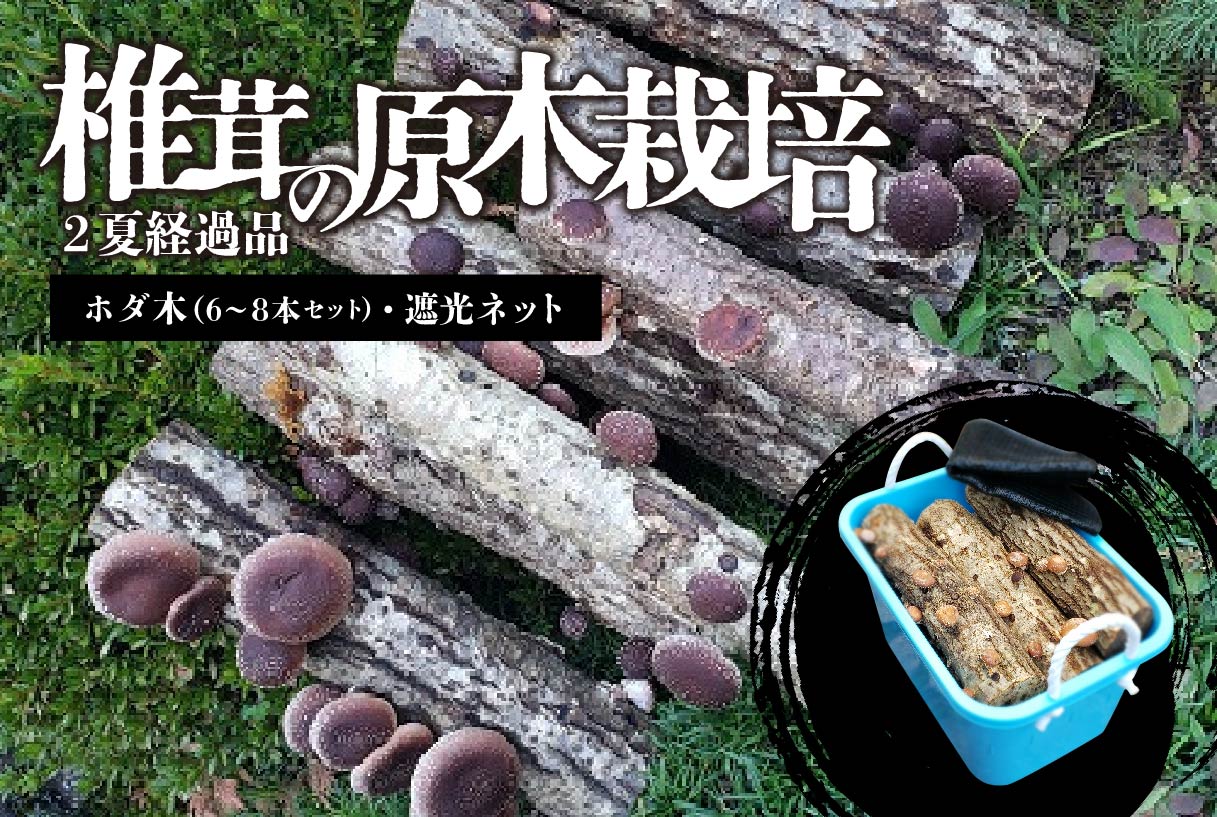 椎茸の原木栽培2夏経過品　0051-001