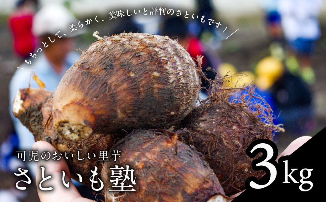 可児のおいしい里芋『さといも塾』3kg　0011-003 【野菜 芋 里芋 国産 土垂れ 柔らかい さといも】