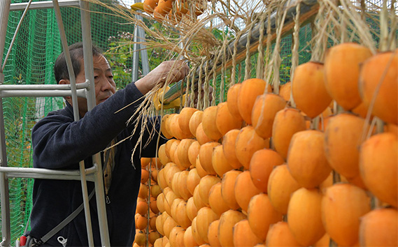 岐阜県産干し柿 伊自良連柿（伊自良大実柿）L 10段 約1.25kg [No.726]