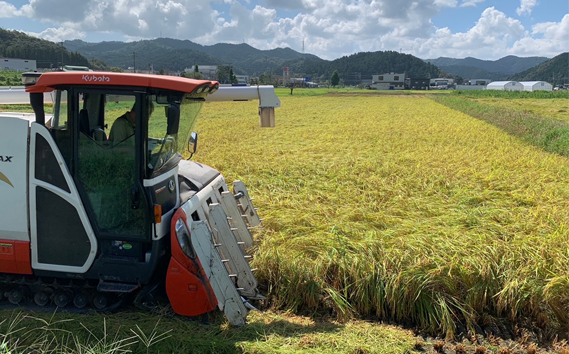 山県市産 にじのきらめき 10kg（5kg×2袋）（白米） [No.801]