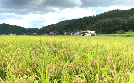 【3ヶ月定期便】山県市産　白米　品種おまかせ　5kg×3回（精米） [No.897]