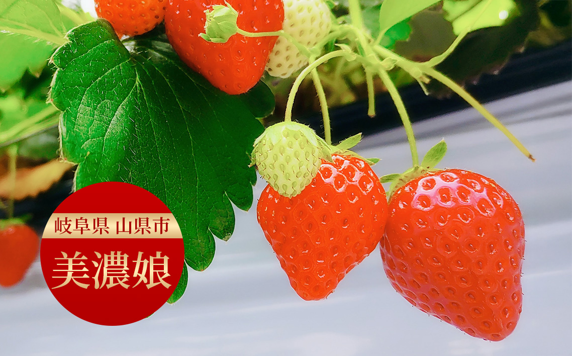 美濃娘のバターサンド 1箱 5個入り [No.1149] ／ バターサンド いちごスイーツ 苺スイーツ 美濃娘 クリームチーズ入り 濃厚バタークリーム 甘酸っぱい サクサククッキー 個包装スイーツ ご褒美おやつ お取り寄せスイーツ 手土産スイーツ 焼き菓子 洋菓子 ギフト おうちカフェ 岐阜県