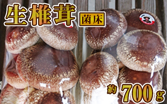 生椎茸　菌床　約700g [No.279]