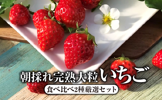 朝採れ完熟大粒いちご　食べ比べ2種厳選セット（3L〜DX） [No.242]