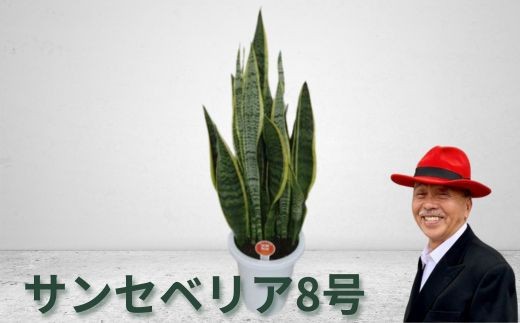 サンセベリア8号