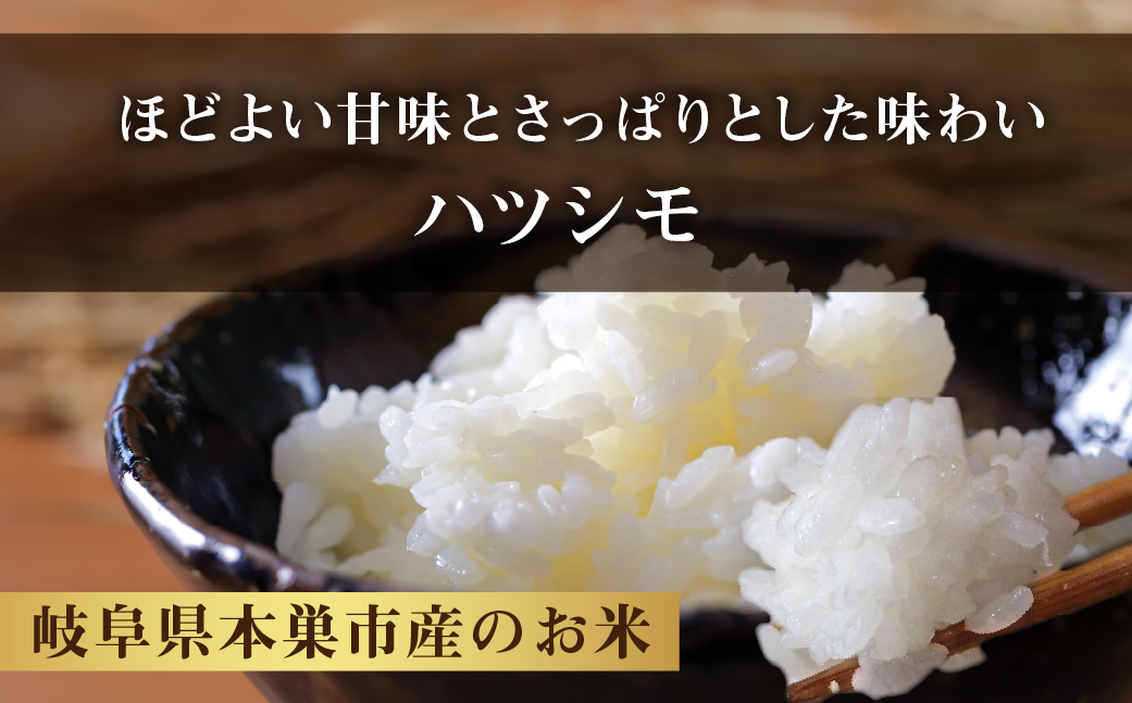 令和6年産 ハツシモ 10kg 米 こめ ごはん 白米 玄米 岐阜県産 本巣市 お米 精米 おにぎり 弁当 さっぱり 旨味 甘い 和食 寿司 岐阜県産 ヤマダライス