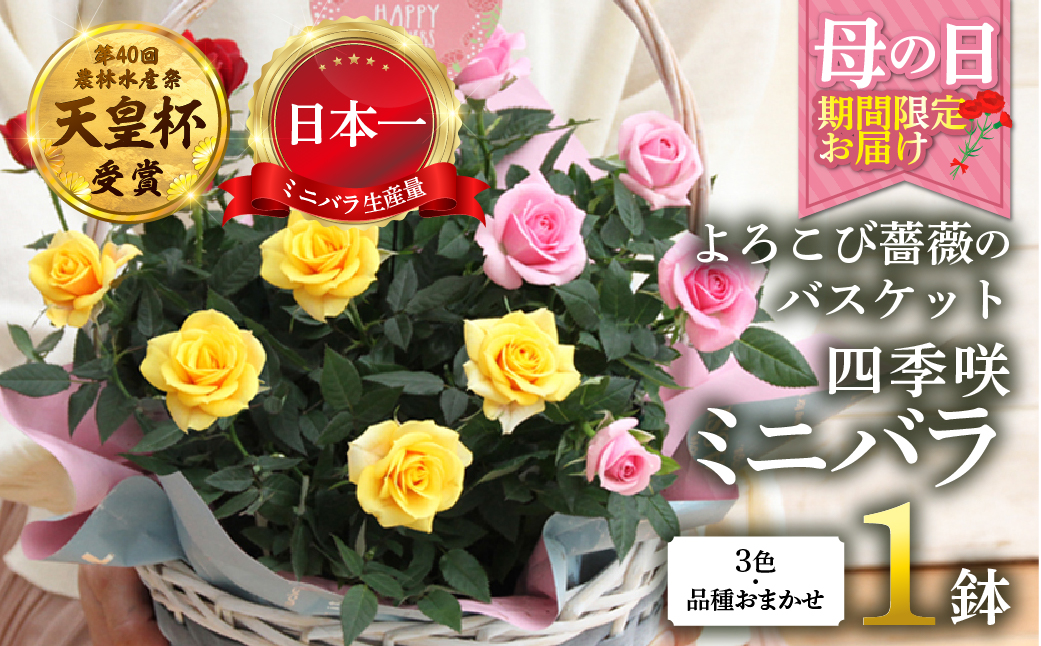【母の日】ミニバラ バスケット よろこび 産地直送 花色 品種おまかせ のため 訳あり [5月7日〜10日 お届け] 四季咲き 花 レッド ピンク イエロー ガーデニング 生産量 日本一 天皇杯 ※沖縄 離島配送不可 薔薇 セントラルローズ [mt1897] 15000円