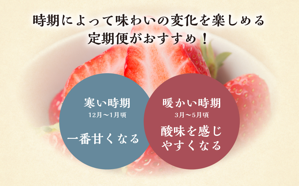 【定期便5回】 いちご贅沢 定期便 5回 品種おまかせ しあわせ苺  1kg ( 250g × 4p ) しあわせ苺 サイズ バラバラ 訳あり 訳アリ 含む 農園直送 フルーツ 苺 イチゴ 人気 本巣市 果物 先行予約 family農園watanabe [mt526]