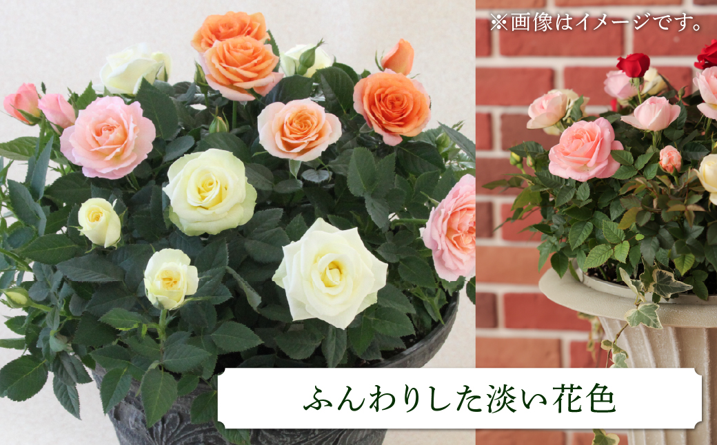 産地直送 ミニバラ トロフィーカップ（大） ふんわり（淡いMIX） [11月〜4月 お届け] 品種 おまかせ のため 訳あり 訳アリ 四季咲き ミニバラ 花 ガーデニング 生産量 日本一 天皇杯 鉢植 ※沖縄 離島配送不可 薔薇 セントラルローズ [mt1903_awai] 100000円 10万