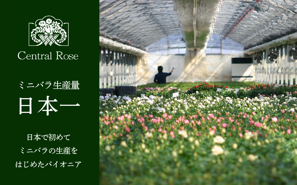 産地直送 ミニバラ 花束 50本 ラッピング付 切花 切り花 カットローズ 品種 色 おまかせ 訳あり 訳アリ 四季咲き ミニ バラ 花 ガーデニング 生産量 日本一 ※沖縄 離島配送不可 薔薇 セントラルローズ [mt2085]