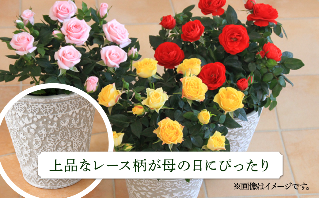 【母の日】ミニバラ ピンク 鉢植え レース柄 産地直送 品種おまかせ のため 訳あり [5月7日〜10日 お届け] 四季咲き 花 ガーデニング 生産量 日本一 天皇杯 ※沖縄 離島配送不可 薔薇 セントラルローズ [mt1896pink] 10000円 1万