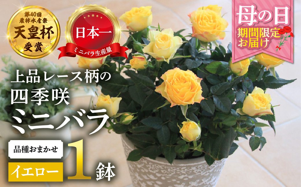 【母の日】ミニバラ イエロー 鉢植え レース柄 産地直送 品種おまかせ のため 訳あり [5月7日〜10日 お届け] 四季咲き 花 ガーデニング 生産量 日本一 天皇杯 ※沖縄 離島配送不可 薔薇 セントラルローズ [mt1896yellow] 10000円 1万