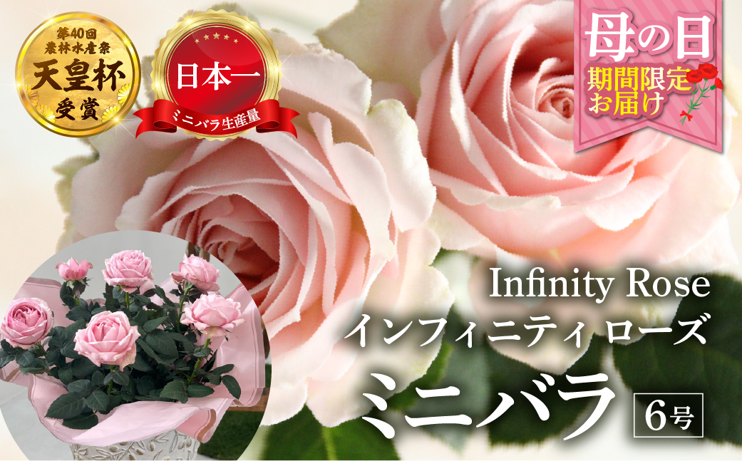 【母の日】ミニバラ 花鉢 6号 プリンセス・オブ・インフィニティ 産地直送 [5月7日〜10日 お届け] 四季咲き 花 ガーデニング 生産量 日本一 天皇杯 ※沖縄 離島配送不可 薔薇 セントラルローズ [mt1899] 20000円 2万