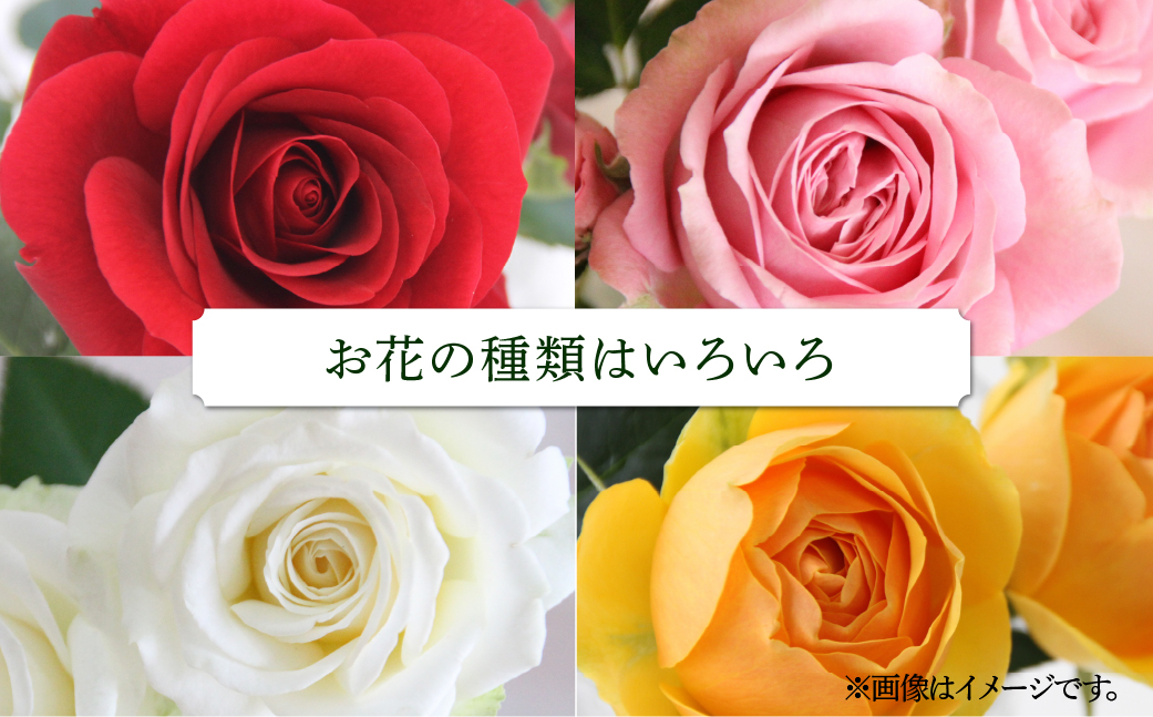 産地直送 ミニバラ 花束 50本 [申込から3か月以内 お届け] ラッピング付 切花 切り花 カットローズ 品種 色 おまかせ 訳あり 訳アリ 四季咲き ミニ バラ 花 ガーデニング 生産量 日本一 ※沖縄 離島配送不可 薔薇 セントラルローズ [mt2085]