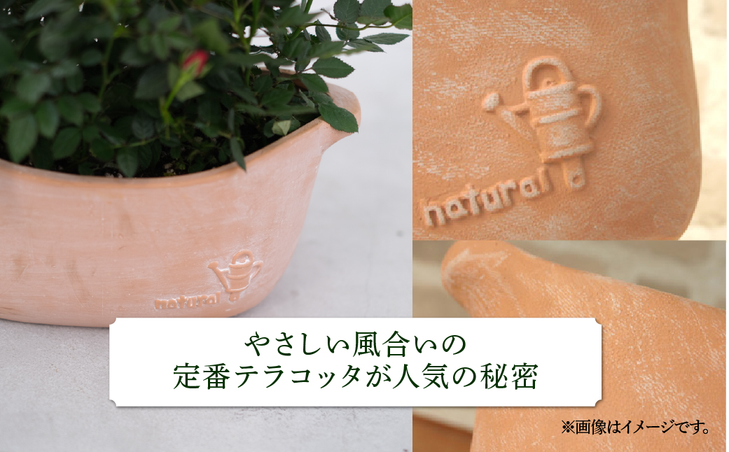 【母の日】ミニバラ レッド  鉢植え デイリーローズ 産地直送 品種おまかせ のため 訳あり [5月7日〜10日 お届け] 四季咲き 花 ガーデニング 生産量 日本一 天皇杯 沖縄 離島配送不可 薔薇 セントラルローズ [mt1898red] 25000円