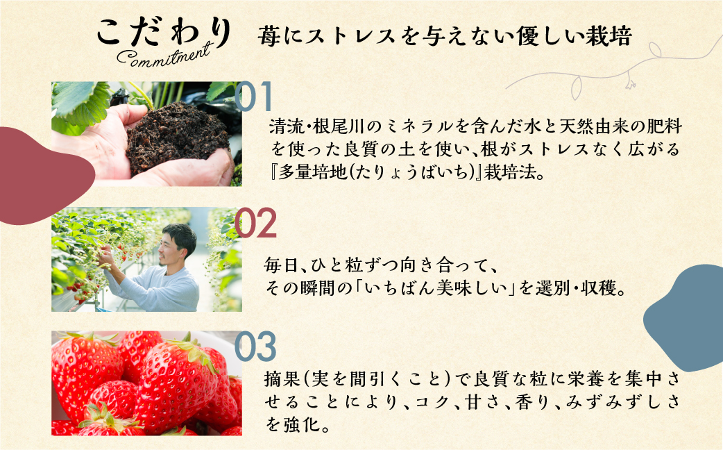 【定期便3回】いちご贅沢 紅ほっぺ 450g 1kg しあわせ苺 サイズ バラバラ 訳あり 訳アリ 含む 農園直送 [mt198] フルーツ 苺 イチゴ 人気 本巣市 果物 先行予約 [mt211]