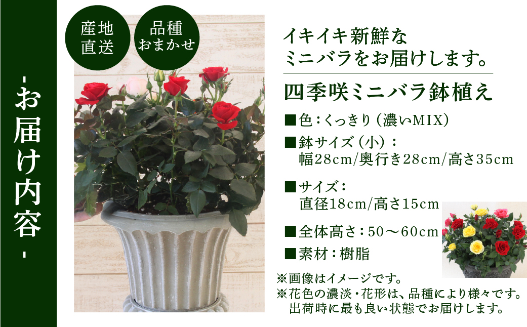 産地直送 ミニバラ トロフィーカップ（小） くっきり（濃いMIX） [11月〜4月 お届け] 品種 おまかせ のため 訳あり 訳アリ 四季咲き ミニバラ 花 ガーデニング 生産量 日本一 天皇杯 鉢植 ※沖縄 離島配送不可 薔薇 セントラルローズ [mt1901_koi] 40000円 4万
