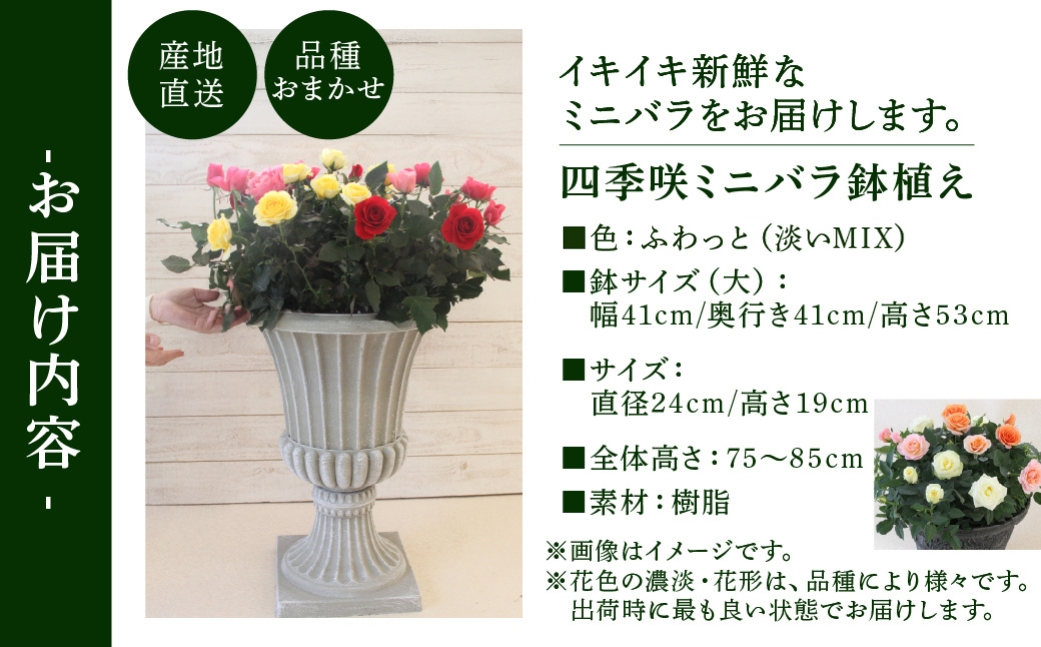 産地直送 ミニバラ トロフィーカップ（大） ふんわり（淡いMIX） [11月〜4月 お届け] 品種 おまかせ のため 訳あり 訳アリ 四季咲き ミニバラ 花 ガーデニング 生産量 日本一 天皇杯 鉢植 ※沖縄 離島配送不可 薔薇 セントラルローズ [mt1903_awai] 100000円 10万