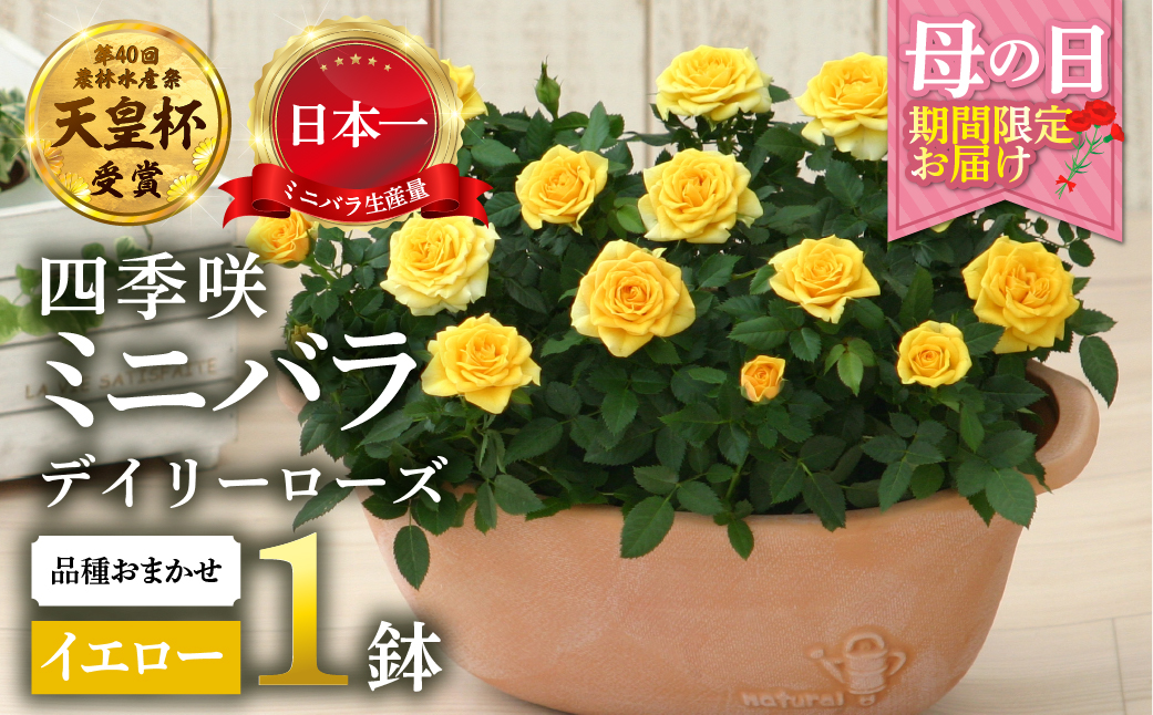 【母の日】 ミニバラ イエロー 鉢植え デイリーローズ 産地直送 品種おまかせ のため 訳あり [5月7日〜10日 お届け] 四季咲き 花 ガーデニング 生産量 日本一 天皇杯 沖縄 離島配送不可 薔薇 セントラルローズ [mt1898yellow] 25000円