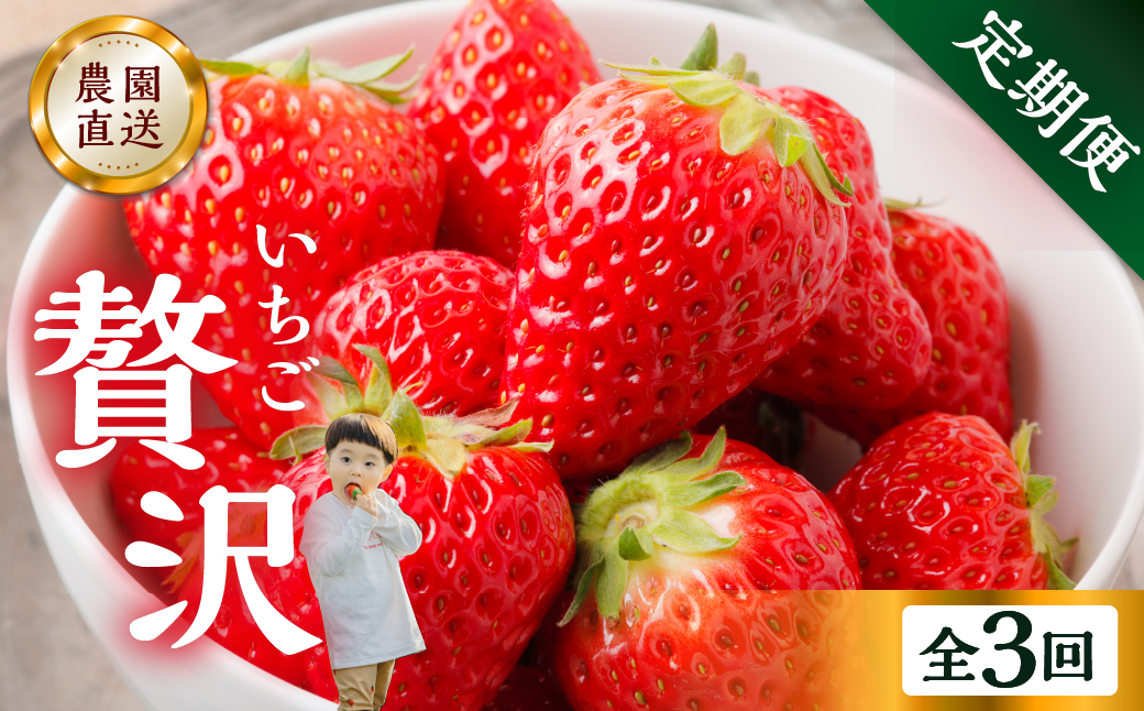 【定期便3回】いちご贅沢 紅ほっぺ 450g 1kg しあわせ苺 サイズ バラバラ 訳あり 訳アリ 含む 農園直送 [mt198] フルーツ 苺 イチゴ 人気 本巣市 果物 先行予約 [mt211]