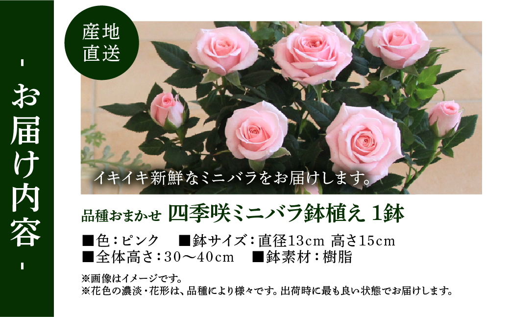 【母の日】ミニバラ ピンク 鉢植え レース柄 産地直送 品種おまかせ のため 訳あり [5月7日〜10日 お届け] 四季咲き 花 ガーデニング 生産量 日本一 天皇杯 ※沖縄 離島配送不可 薔薇 セントラルローズ [mt1896pink] 10000円 1万