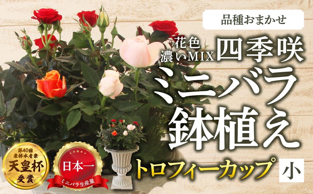 産地直送 ミニバラ トロフィーカップ（小） くっきり（濃いMIX） [11月〜4月 お届け] 品種 おまかせ のため 訳あり 訳アリ 四季咲き ミニバラ 花 ガーデニング 生産量 日本一 天皇杯 鉢植 ※沖縄 離島配送不可 薔薇 セントラルローズ [mt1901_koi] 40000円 4万