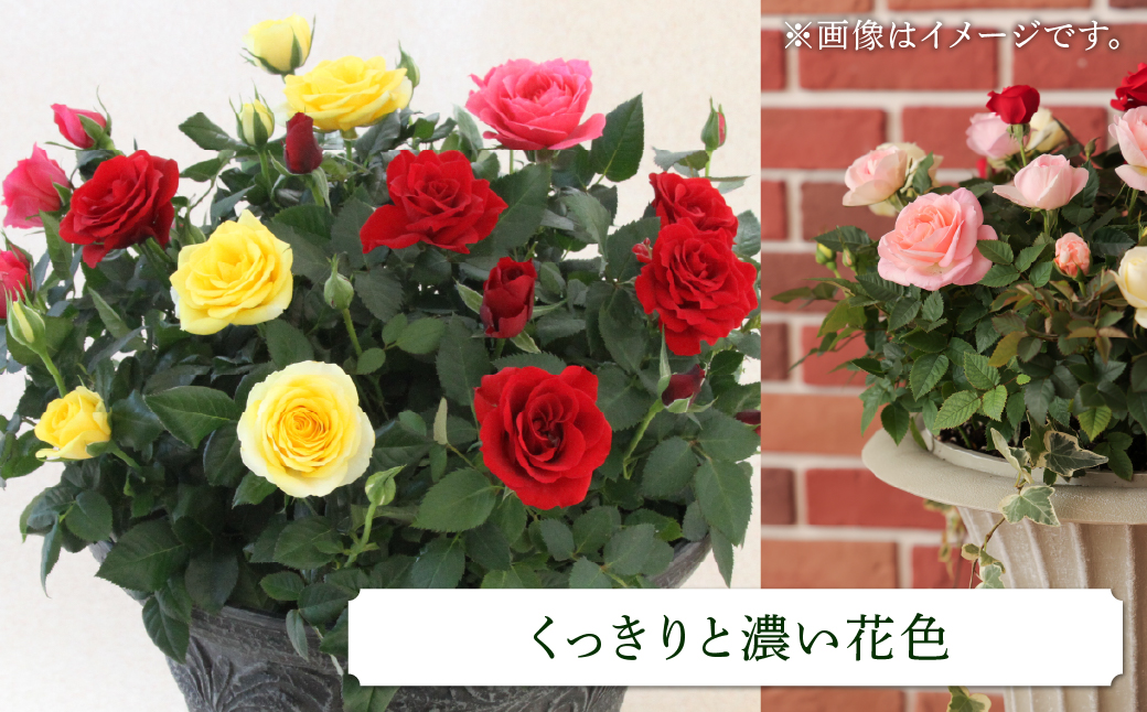 産地直送 ミニバラ トロフィーカップ（大） くっきり（濃いMIX） [11月〜4月 お届け] 品種 おまかせ のため 訳あり 訳アリ 四季咲き ミニバラ 花 ガーデニング 生産量 日本一 天皇杯 鉢植 ※沖縄 離島配送不可 薔薇 セントラルローズ [mt1903_koi] 100000円 10万